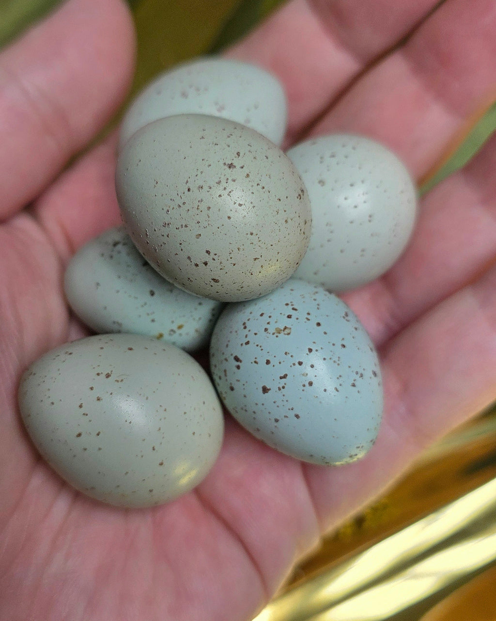 True Blue Celadon Hatching eggs