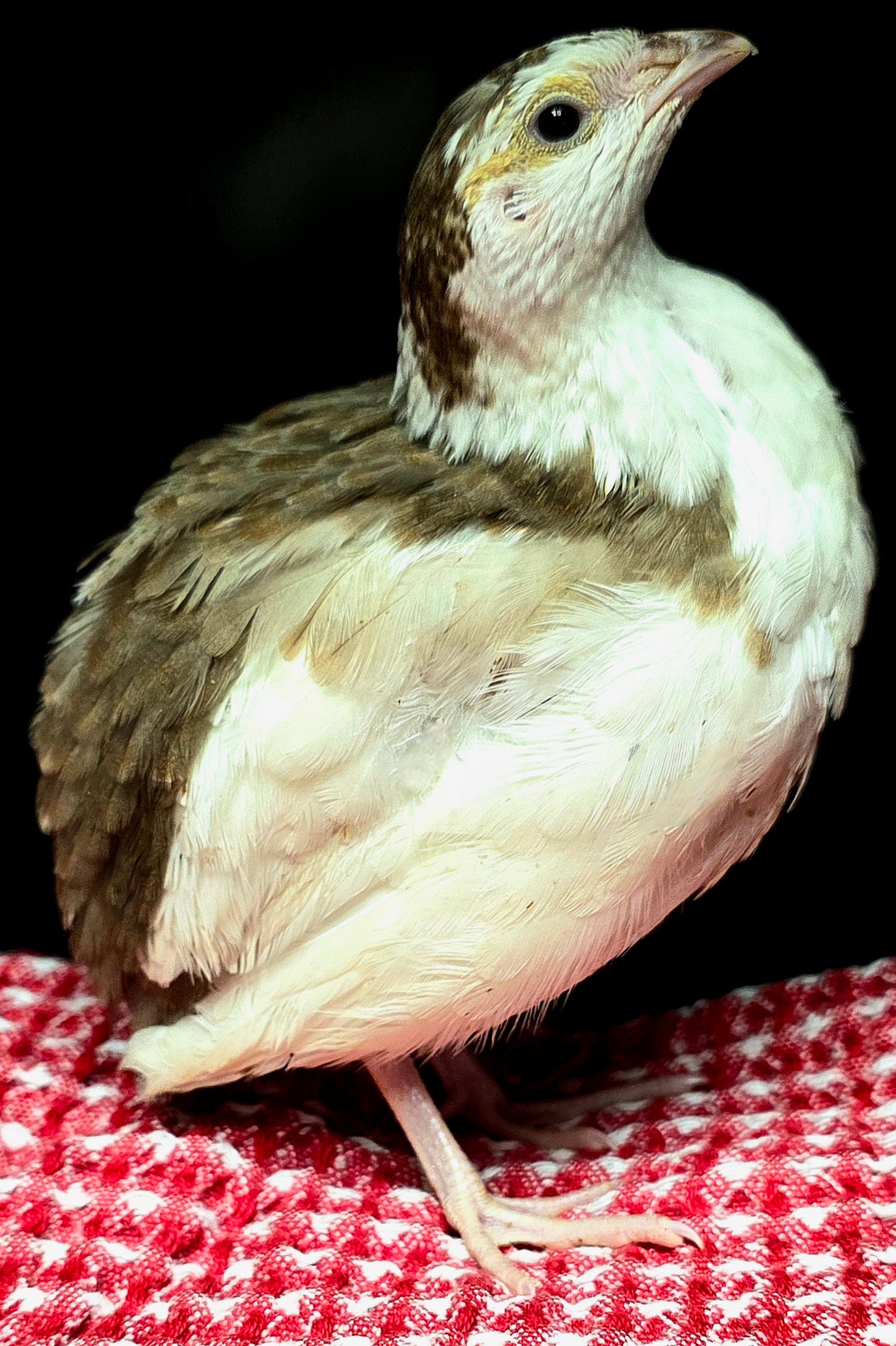 True Blue Celadon Hatching eggs