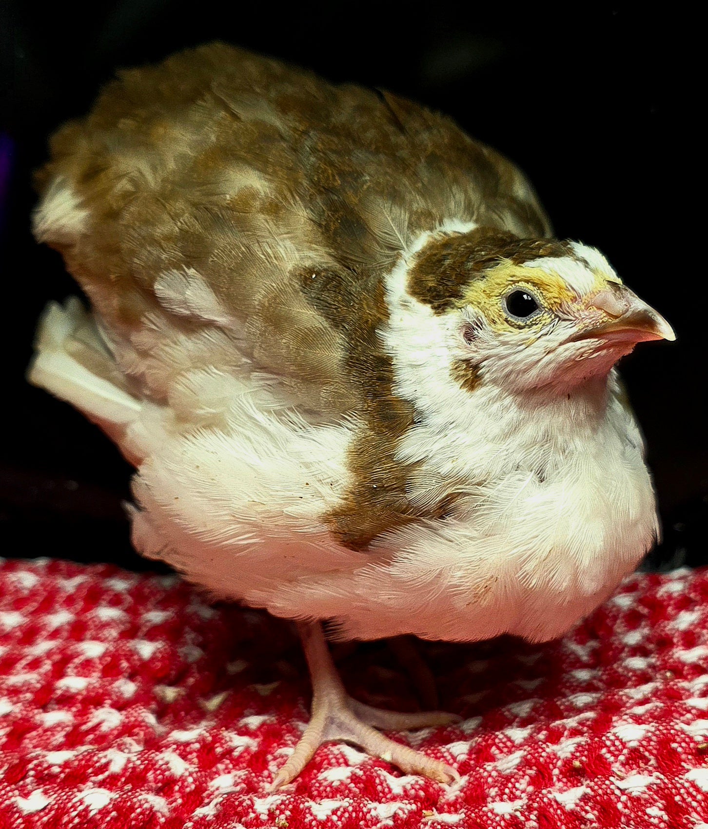 True Blue Celadon Hatching eggs