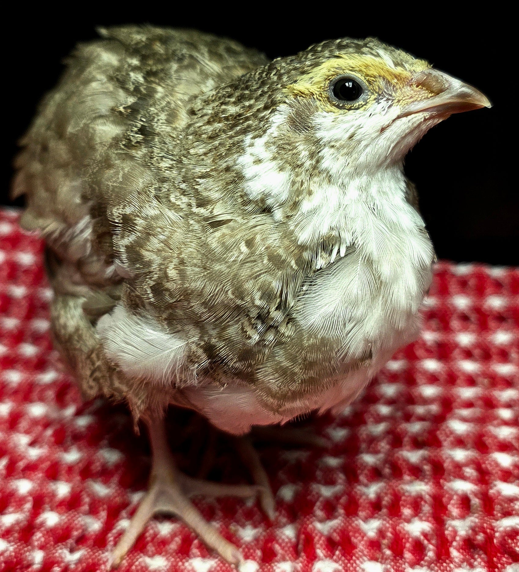 True Blue Celadon Hatching eggs