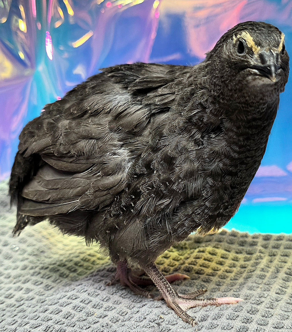 Black Coturnix Quail