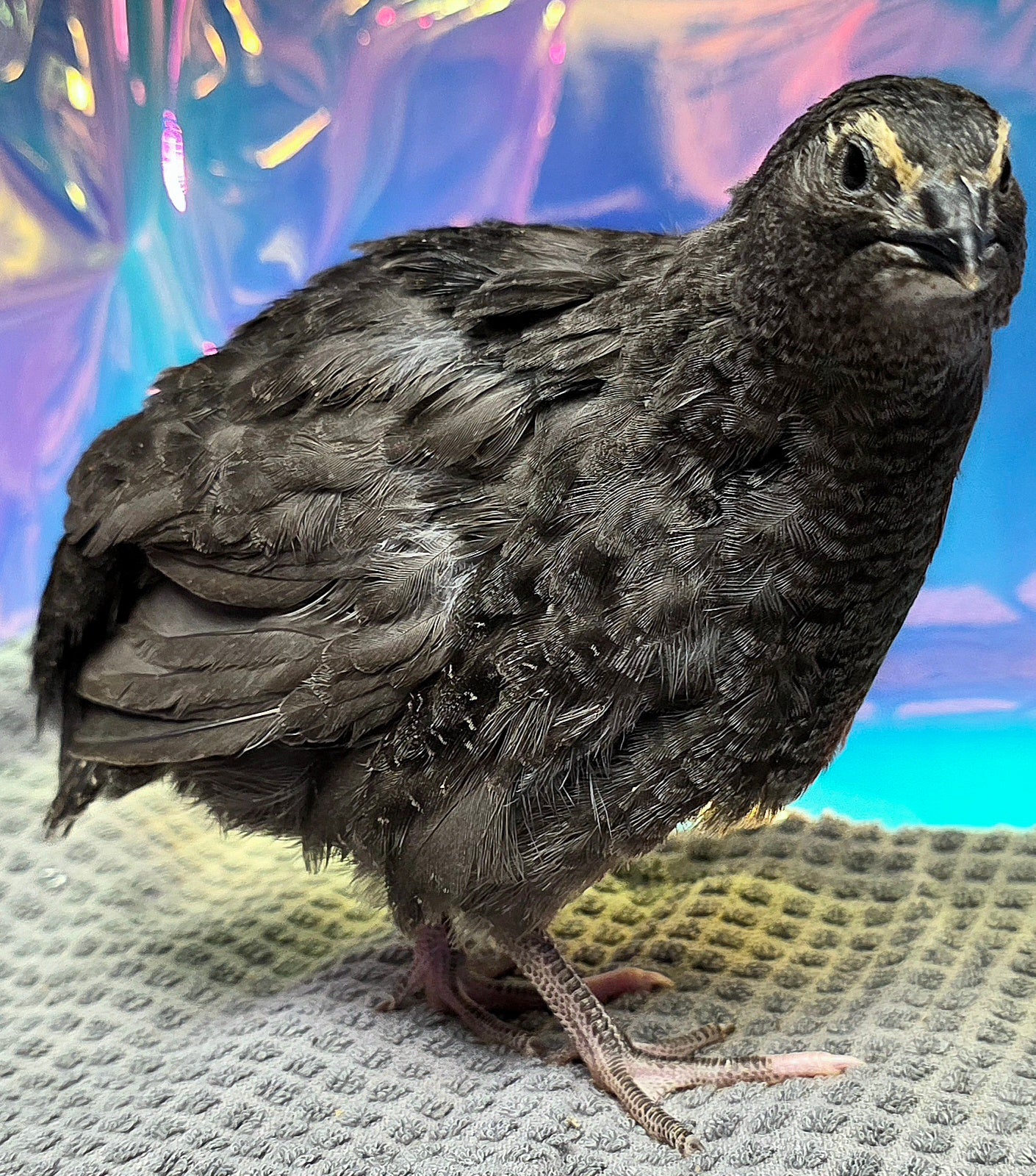 Black Coturnix Quail