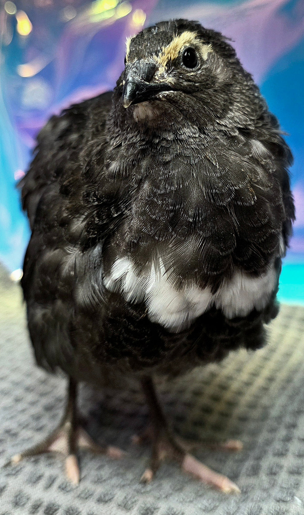 Black Coturnix Quail
