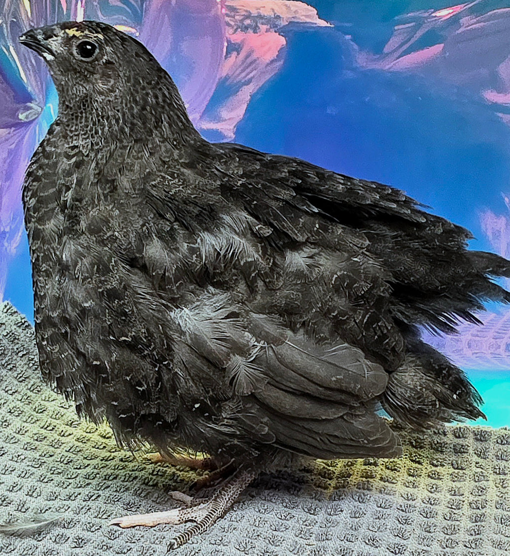 Black Coturnix Quail