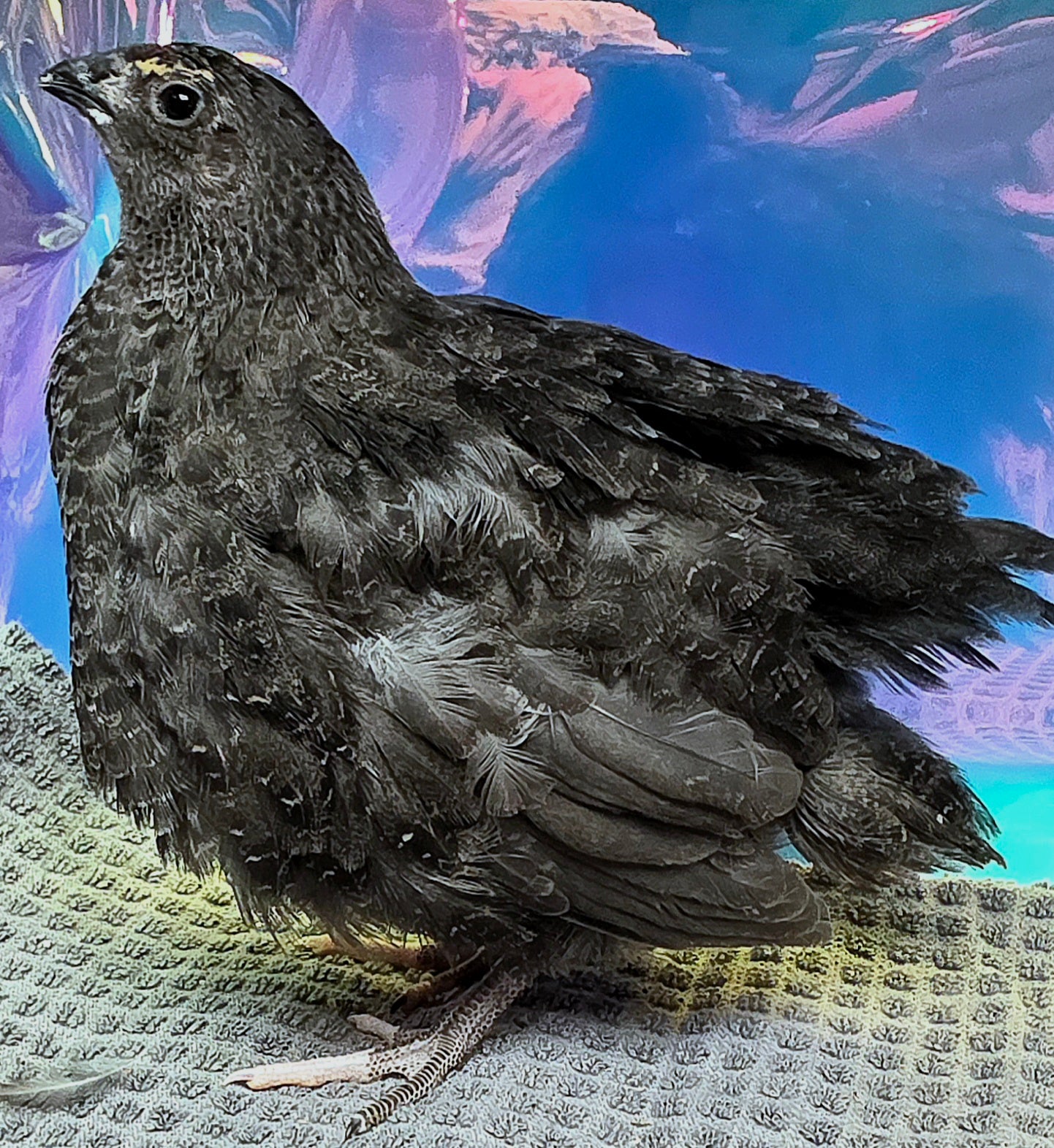 Black Coturnix Quail