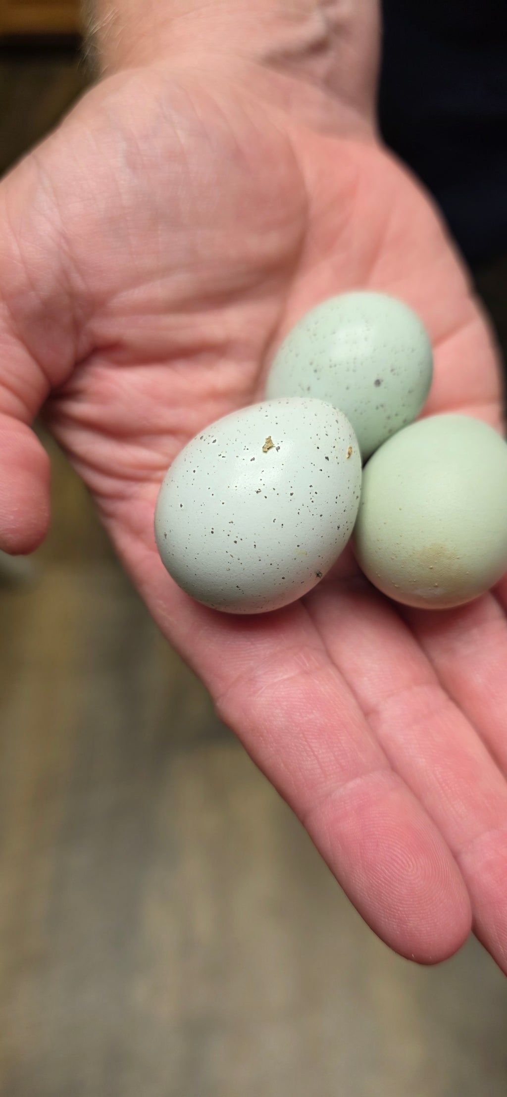 True Blue Celadon Hatching eggs