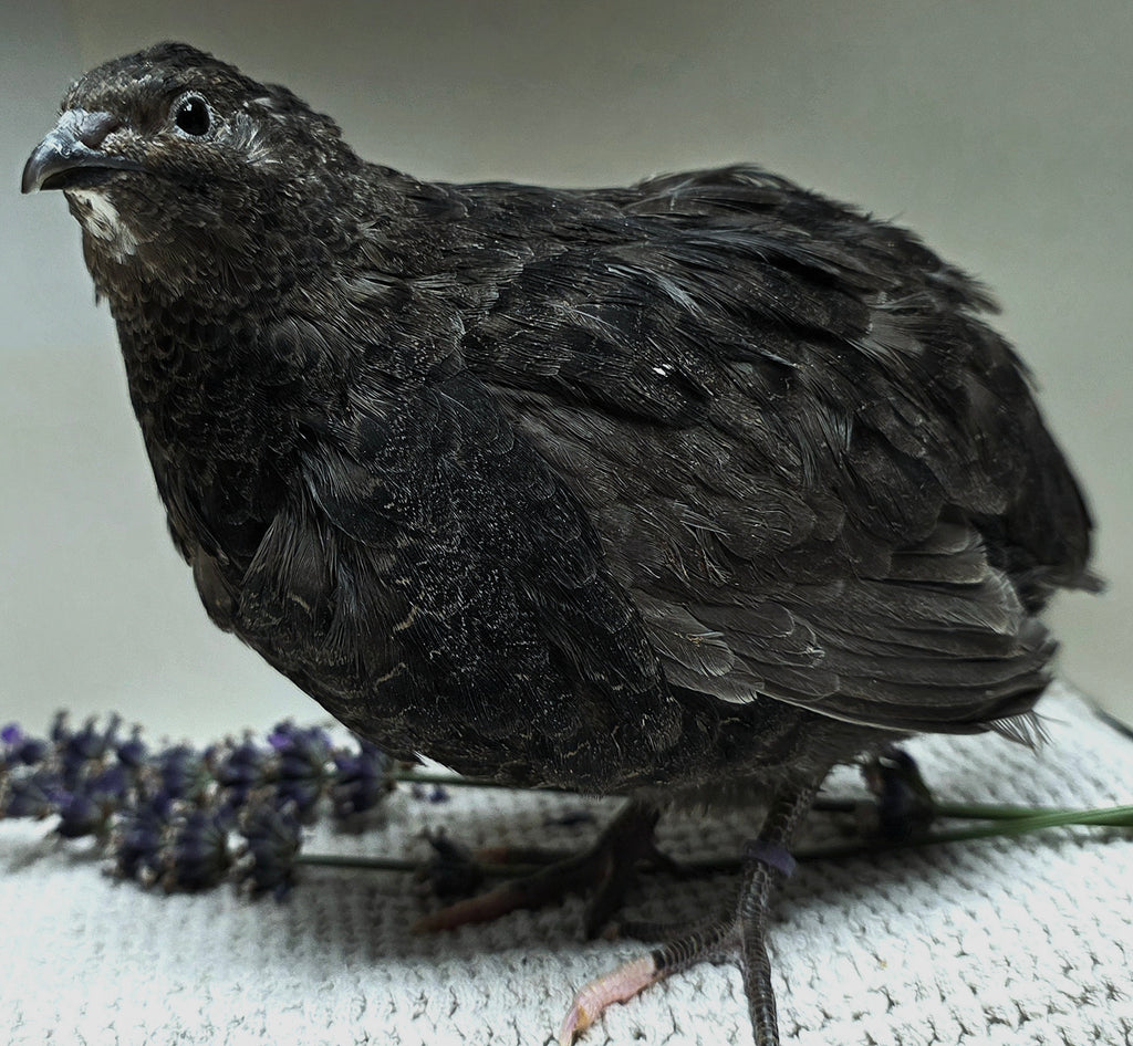 Black Coturnix Quail