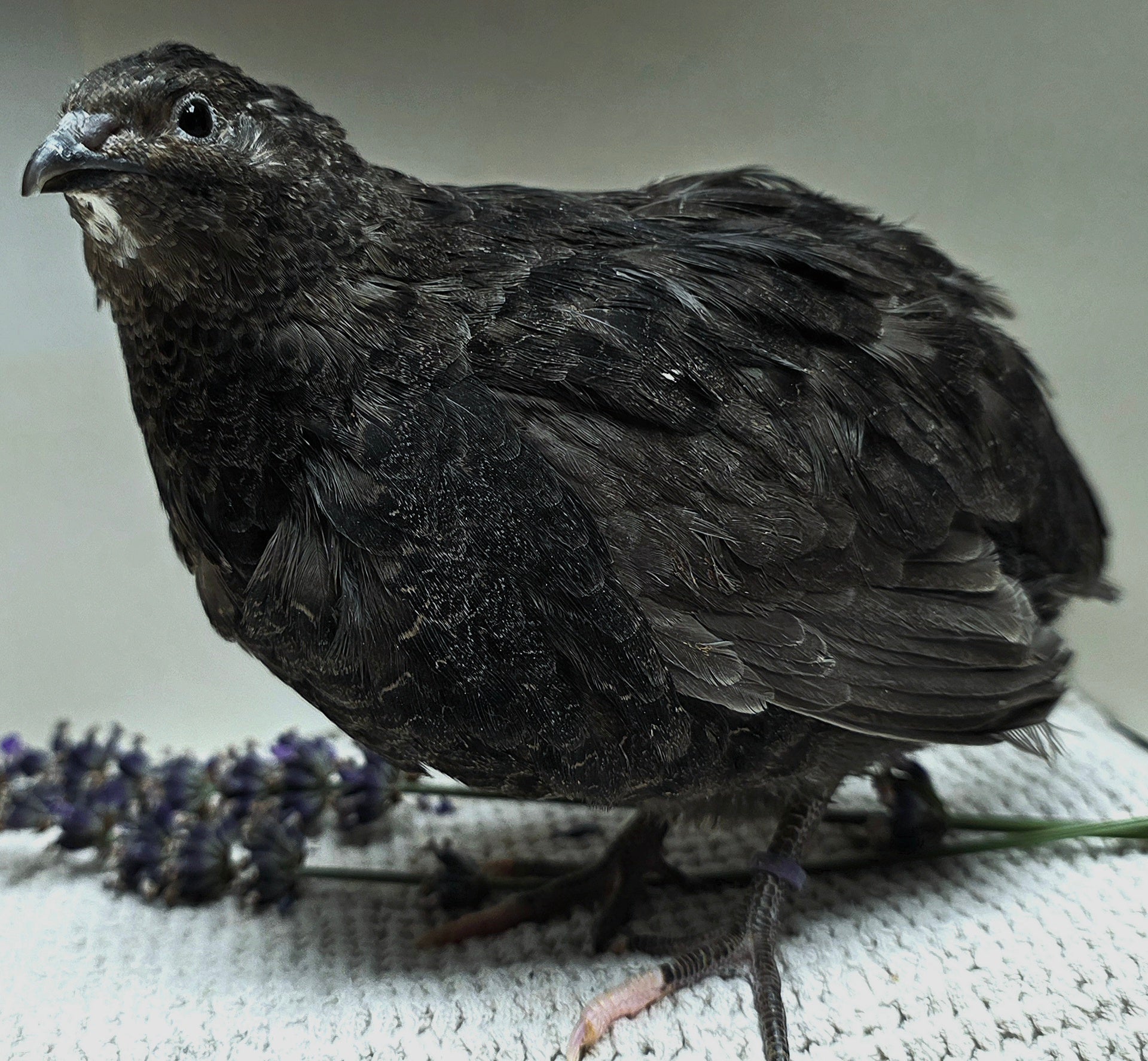 Black Coturnix Quail