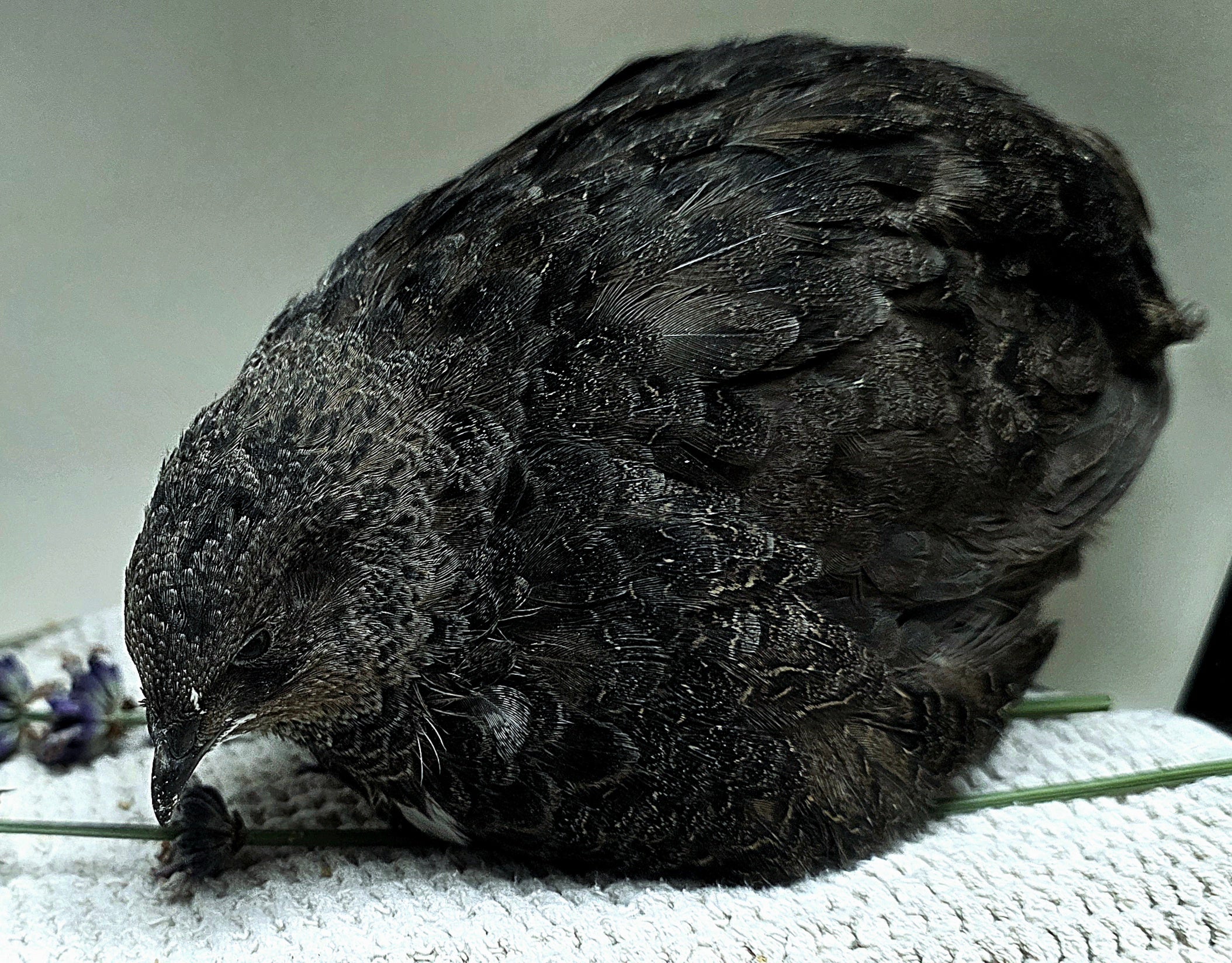 Black Coturnix Quail