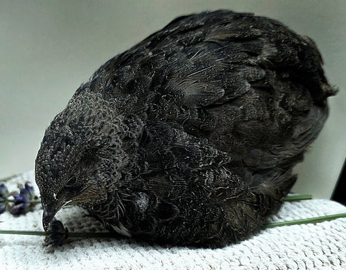 Black Coturnix Quail