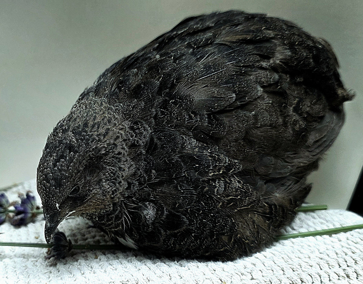 Black Coturnix Quail