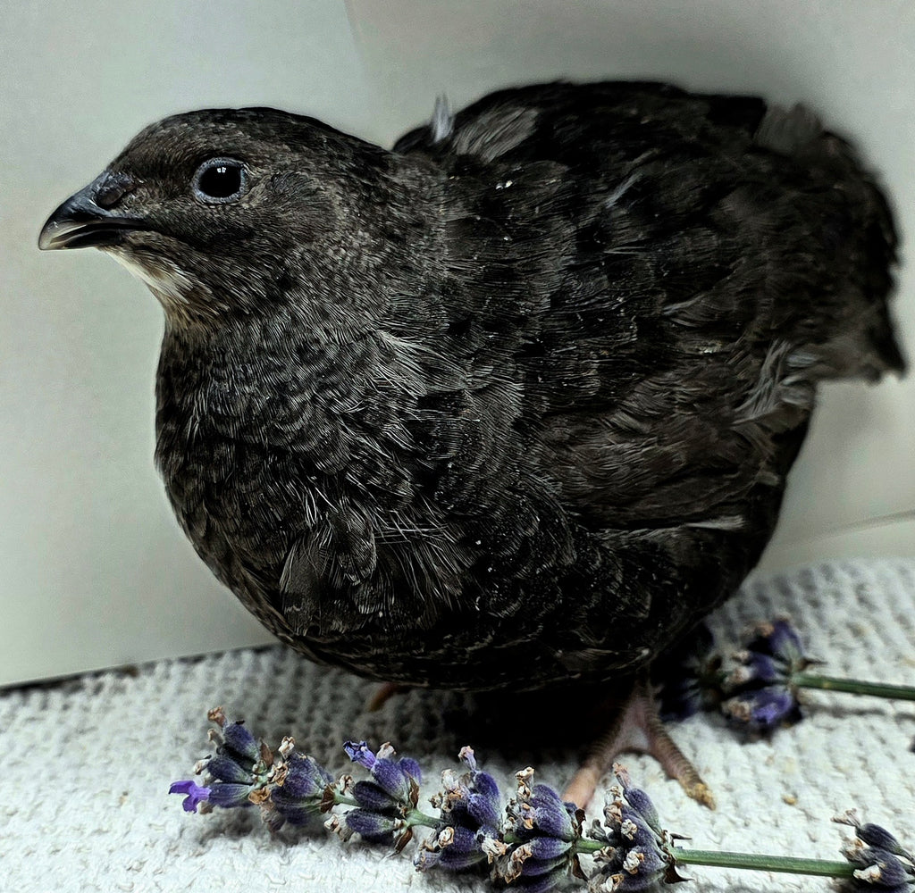 Black Coturnix Quail