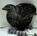 Black Coturnix Quail