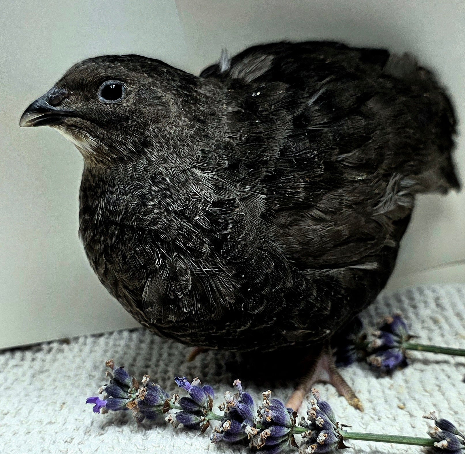 Black Coturnix Quail