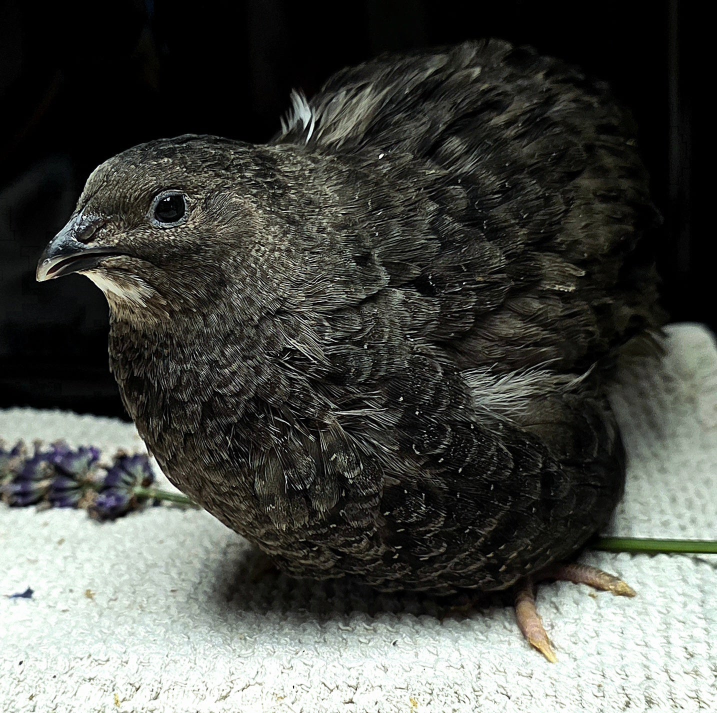 Black Coturnix Quail