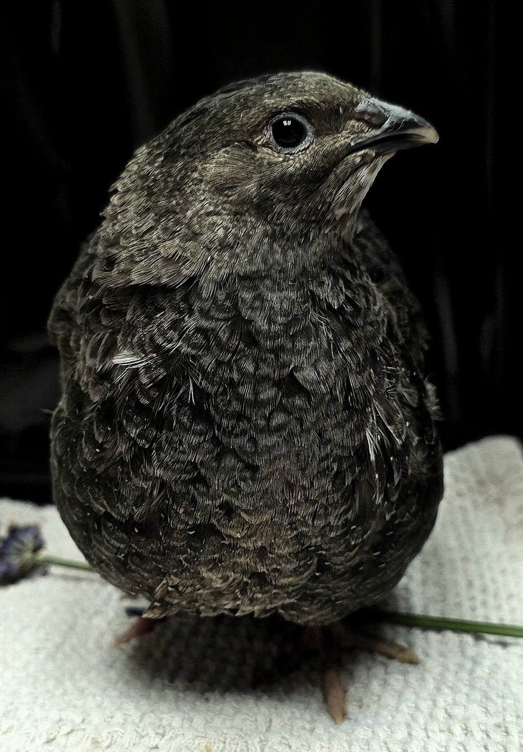 Black Coturnix Quail
