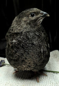 Black Coturnix Quail