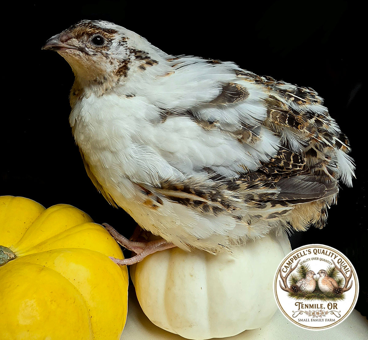 Jumbo Progressive Pied Collection