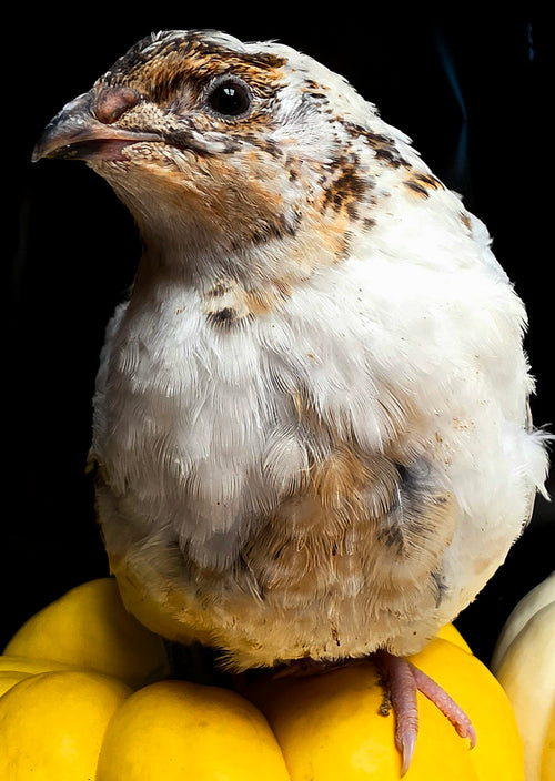 Jumbo Progressive Pied Collection