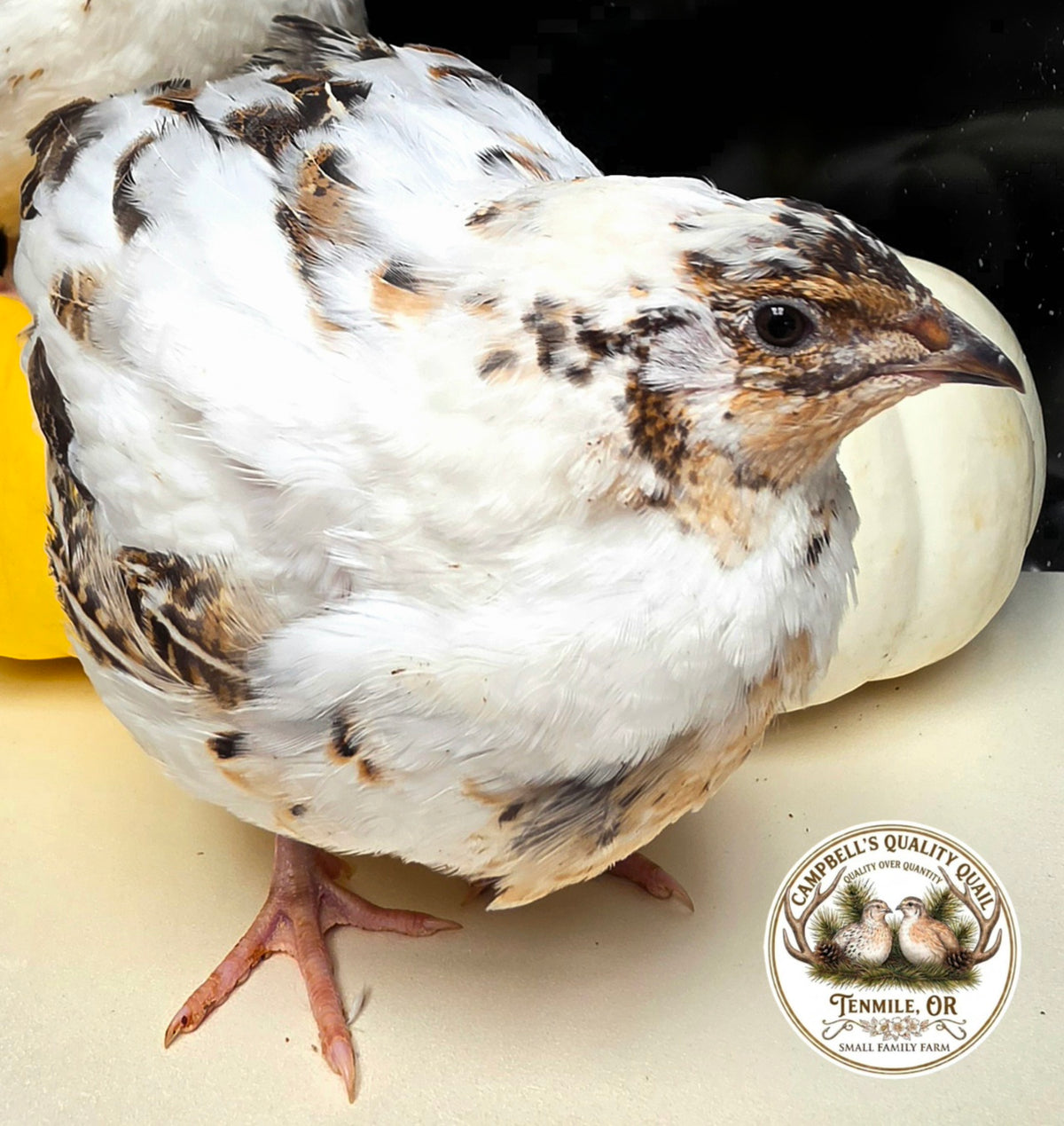 Jumbo Progressive Pied Collection