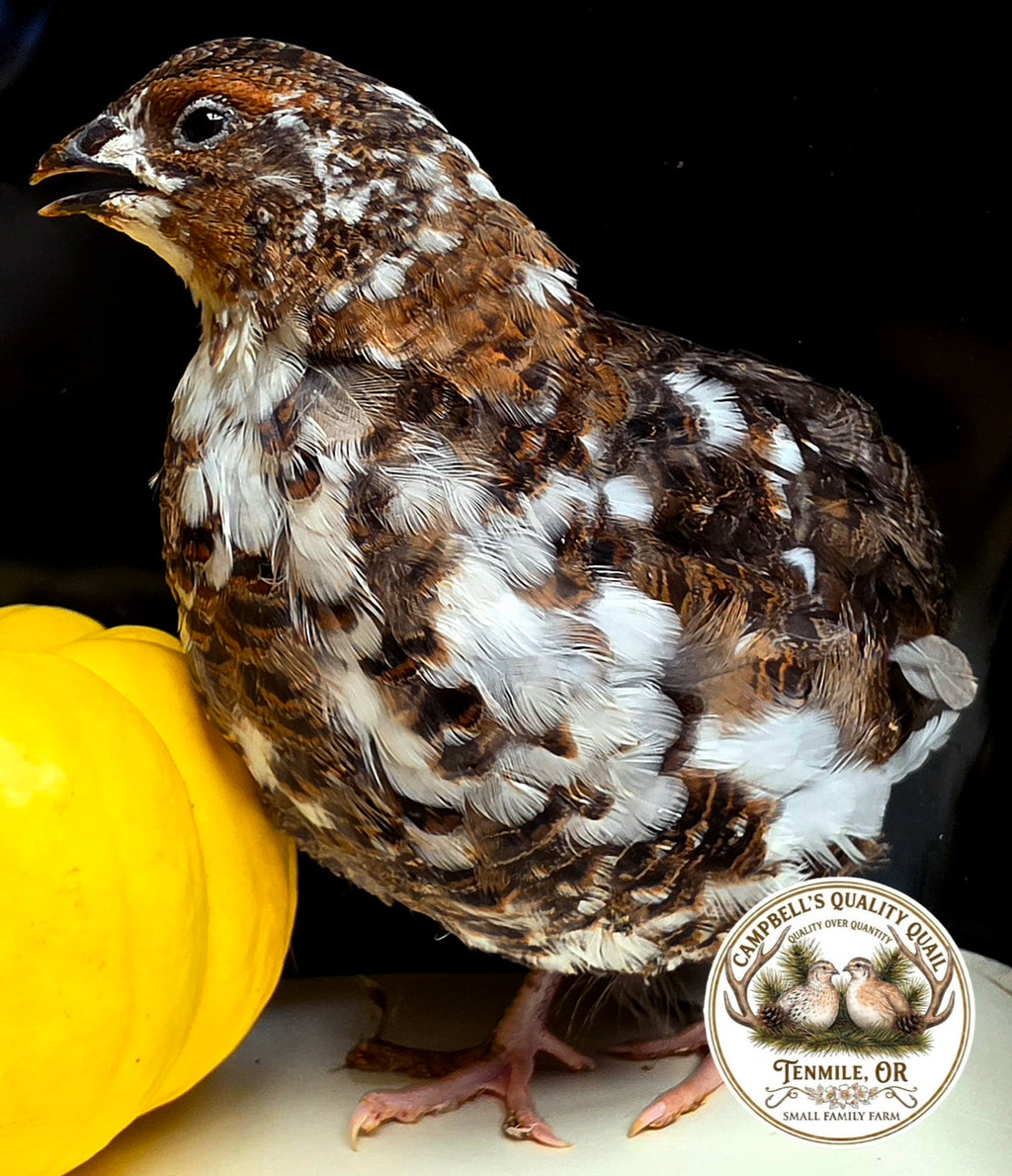 Jumbo Progressive Pied Collection